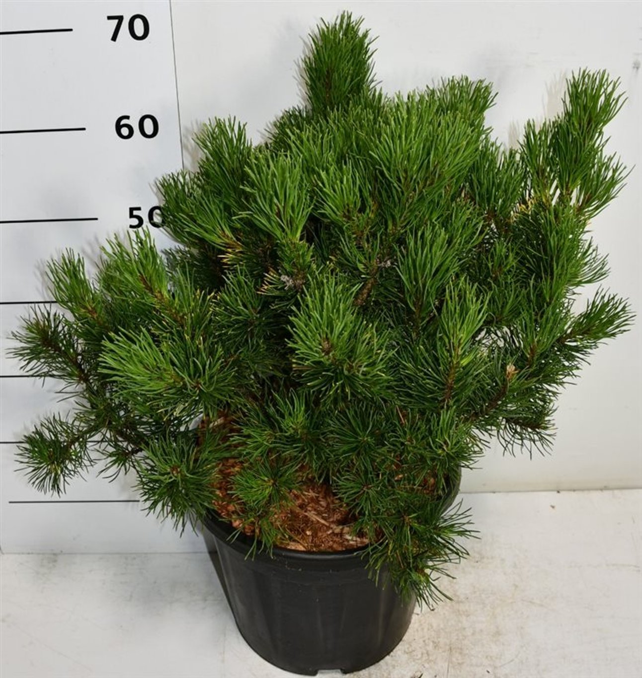 Pinus mugo 'Winter Gold' - C12 40-50 CM